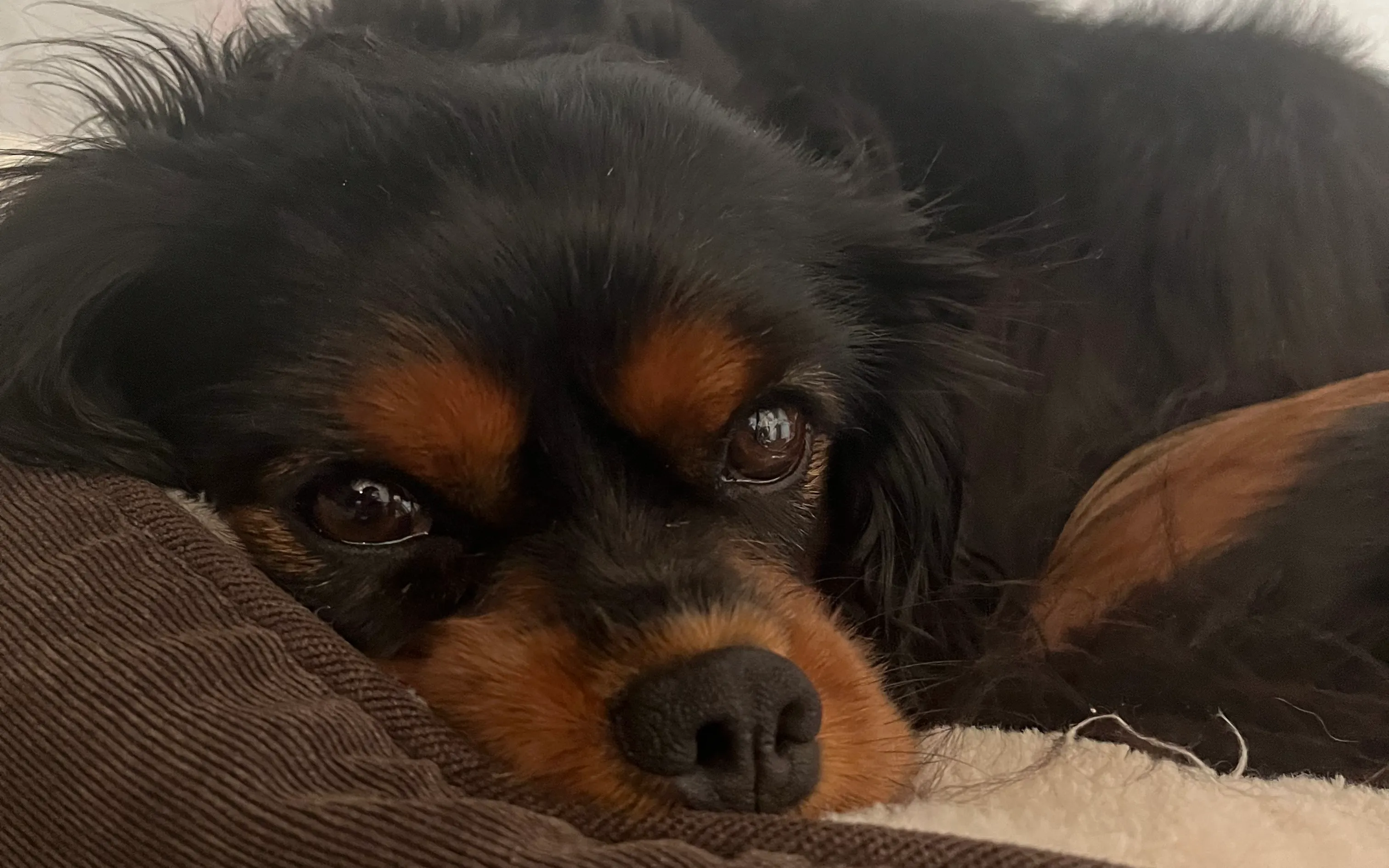 My dog Luna.